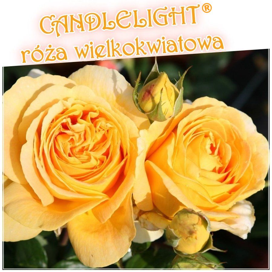 Candlelight róża wielkokwiatowa
